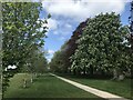 Horse chestnut avenue