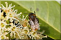 Tawny Mining Bee (Andrena fulva), Keyingham