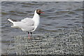 Black-headed Gull (Chroicocephalus ridibundus), Broomhill Flash