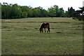 SU3008 : Solitary pony on Lyndhurst golf course by John Lucas
