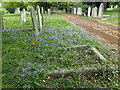 Spanish bluebells in East Hill Cemetery