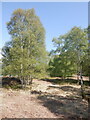 Birch woods, Inchlonaig