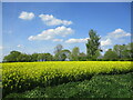 Oilseed rape off Common Lane