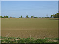 Arable field north of Flitch Way