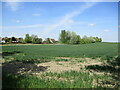 Wheat field at Hinxworth