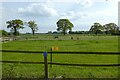 Horses near Elmtree Farm