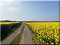 Field of rapeseed and farm track