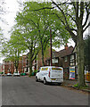 Watcombe Circus: spring foliage