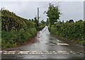 SO5626 : Hedge-lined road, Sellack, Herefordshire by Jaggery