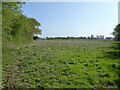 Uncultivated wedge end to field by Braintree Road