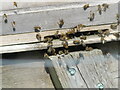 TG3028 : Bees at the Hive by David Pashley