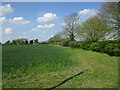 Wheatfield alongside Northfield Road