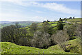 Trees in valley of Elmford Cleugh