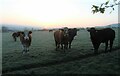 Sunrise over a herd of Ayrshires