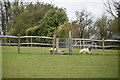 TQ6113 : Sheep and gate by N Chadwick
