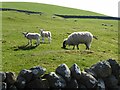 Ewe with lambs