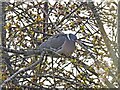 Wood pigeon