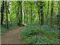 Path and bluebells, Woldhurstlea Wood, Crawley