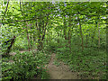 Path into Woldhurstlea Wood