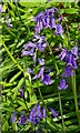 Bluebells in Poynton Wood