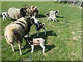 Sheep and lambs at Park Farm