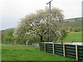 NS9799 : Cherry tree near Hillfoot House Quarry by M J Richardson