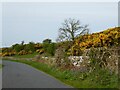 Gorse and bluebells