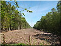 Pylons cut a swathe through the forest