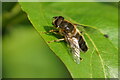 The hoverfly Eristalis pertinax, Beauchief, Sheffield