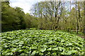 The dominance of butterbur leaves in Deepdale Wood