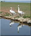 SJ7725 : Shropshire Union Canal - Reflected swans by Rob Farrow