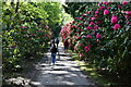 Stody Lodge Gardens: The Rhododendron Walk