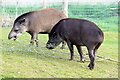 Lowland Tapirs (Tapirus terrestris), Yorkshire Wildlife Park