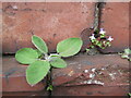 Wall flora, Helensburgh Central Station