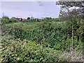 Field on the edge of Swineford