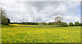 NY9624 : Fields with dandelions by Trevor Littlewood