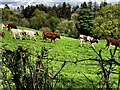 H4379 : Cattle running down a field, Castletown by Kenneth  Allen