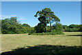 Tree clump in field, 2010