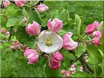 NH6454 : Apple blossom in our Black Isle orchard by Julian Paren