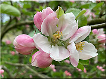 NH6454 : Apple blossom in our Black Isle orchard by Julian Paren