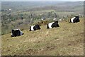 SO7642 : Belted Galloway cattle by Philip Halling
