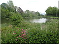 Looking towards Mill Pond at Bowley Farm