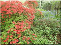 Azaleas in Great Comp Garden