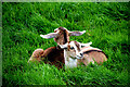 Goats resting in a field, Tattykeeran