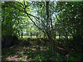 Medieval Pale, Ashdown Forest