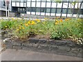 Yellow tulips on Edgware High Street