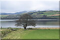 NH5758 : Lone tree beside the Cromarty Firth... by Bill Harrison
