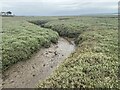 Saltmarsh stream near Dalton?s Point