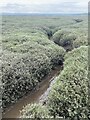 Rivulet and saltmarsh vegetation