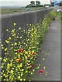 Adding colour to a grey sea wall